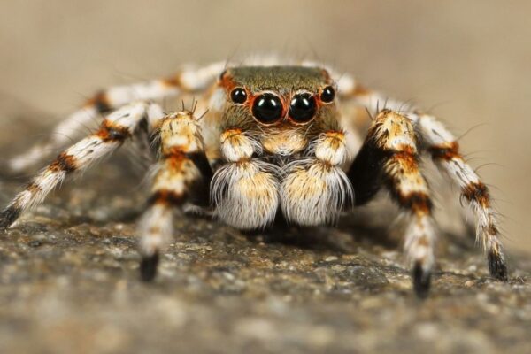 jumping spider enclosure