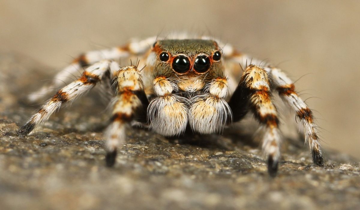 jumping spider enclosure