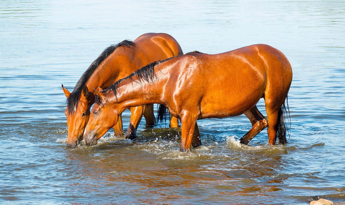 Hydration Strategies for Horses during Hot Weather and Intense Work