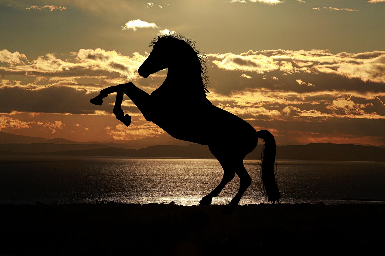 Horse Insurance Coverage